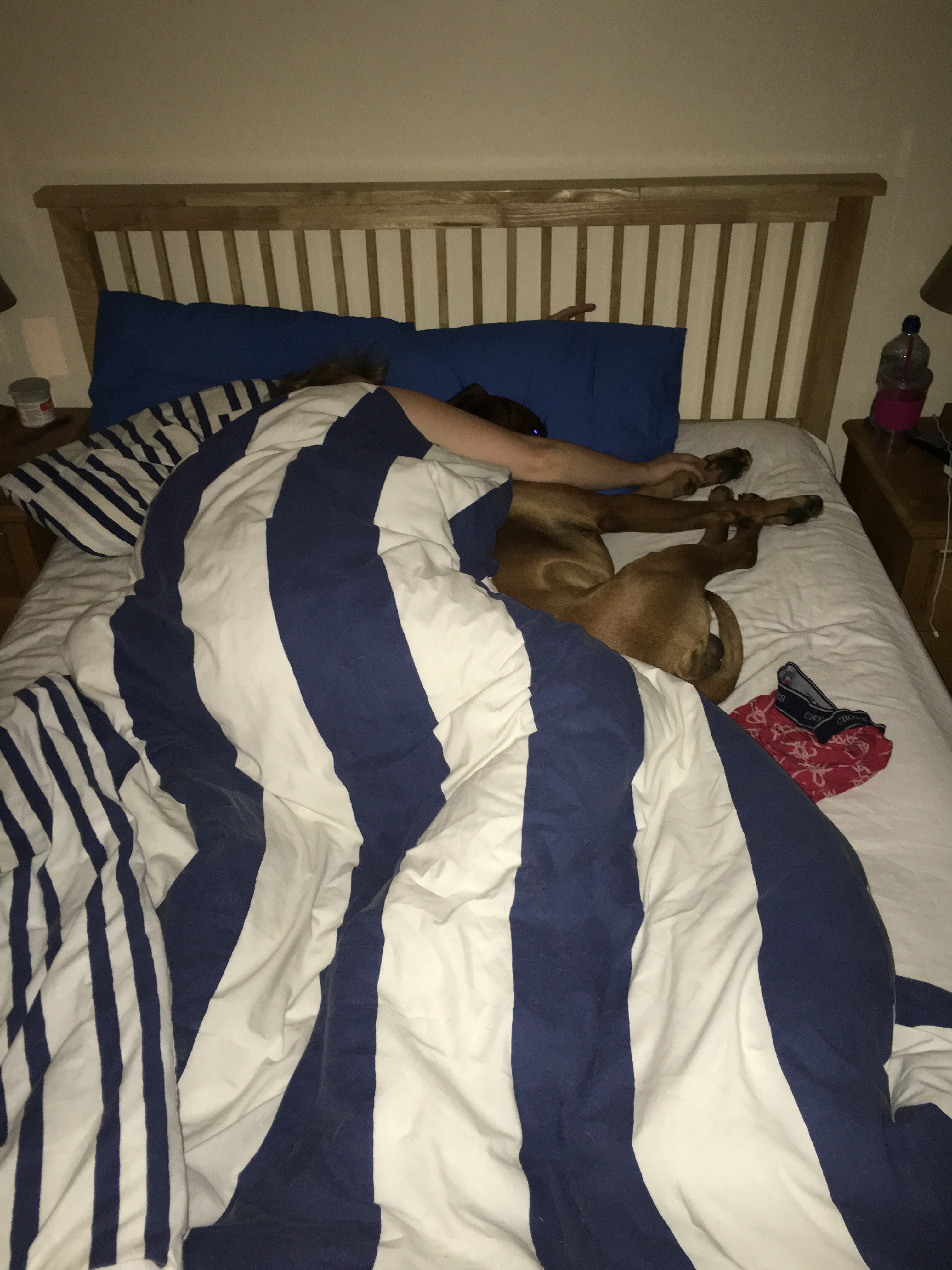 mylo bed cuddles dog cuddles