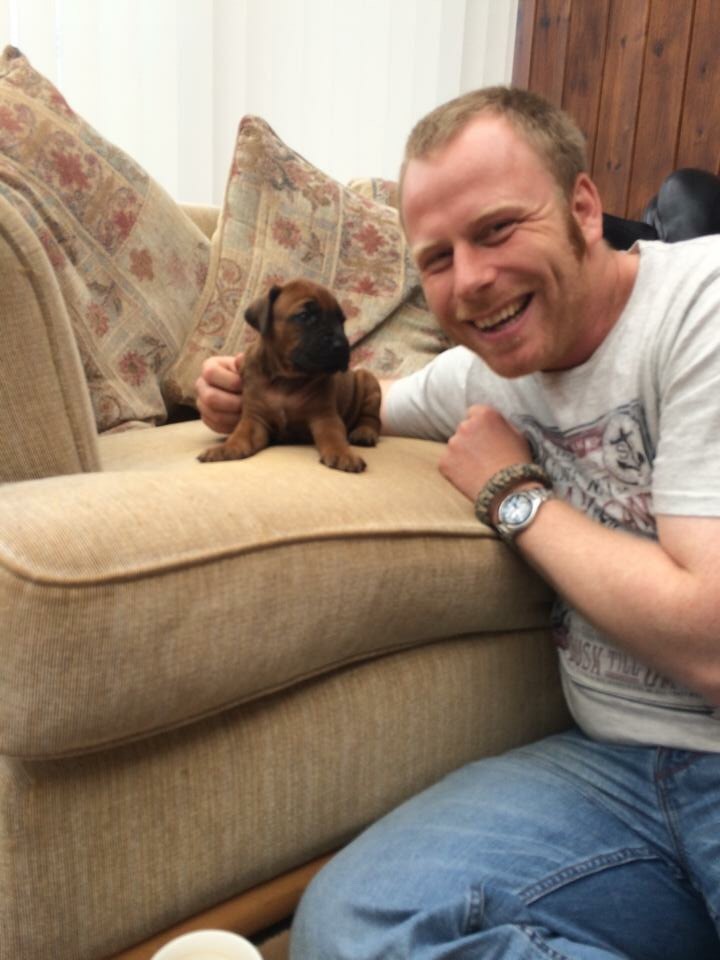 puppy ridgeback puppy dog